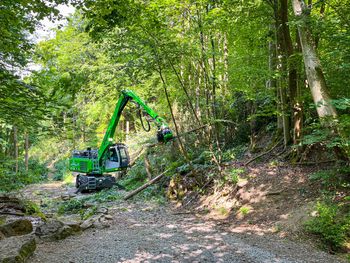 SENNEBOGEN_tree care handler_ash dieback_complex tree felling SENNEBOGEN_tree care handler_ash dieback_complex tree felling